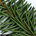 SpeciesSub: var. ponderosa